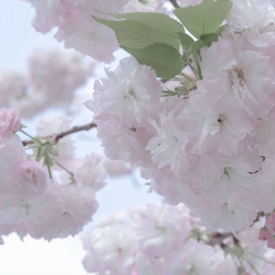 和静福瑞交流群